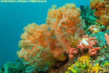 soft coral